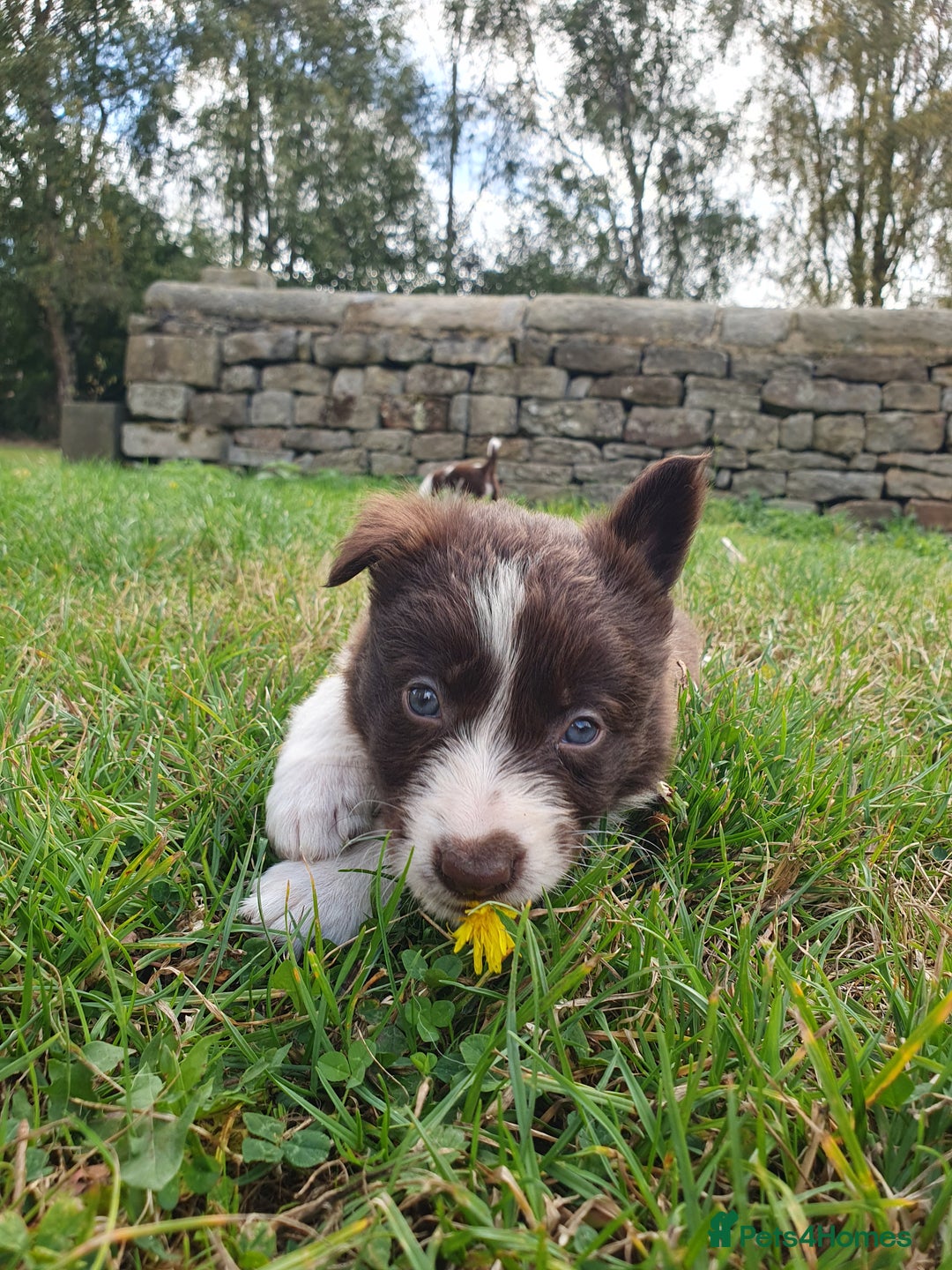 Border Collie dogs for sale: Beautiful farmhome bred Red and white Collies - Image 1