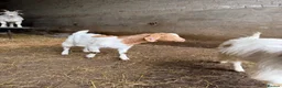 Goats livestock for sale: Billy goats  - Advert 3