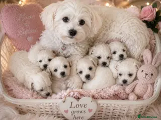 Mixed Breed dogs TEDDY BEAR 🧸 Maltese x coton de Tuléar pups - Advert 5