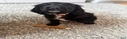 Cocker Spaniel dogs for sale: Nala- working cocker spaniel  - Advert 10