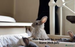 Netherland Dwarf rabbits for sale: pure bred netherland dwarf new litter - Image 15