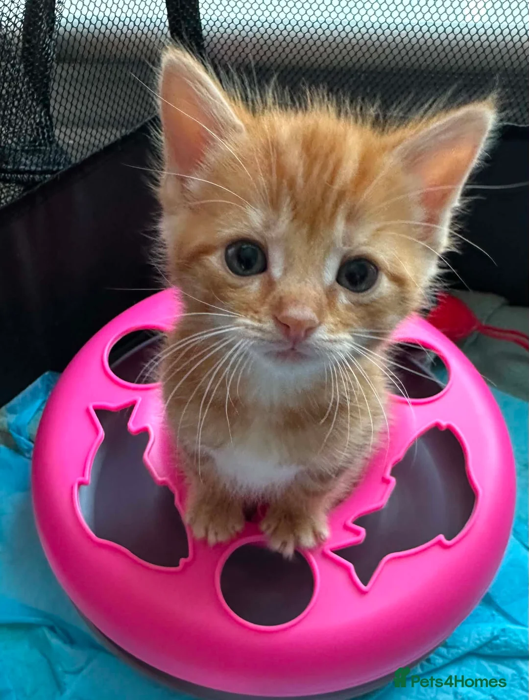 Mixed Breed cats for sale: Mix litter in Barnsley - Advert 2