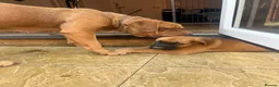 Mixed Breed dogs for sale: Douge De Bordeaux X German Shepard's - Advert 6