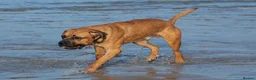 Mixed Breed dogs for sale: Bullmastiff x Rotweiller  - Advert 8