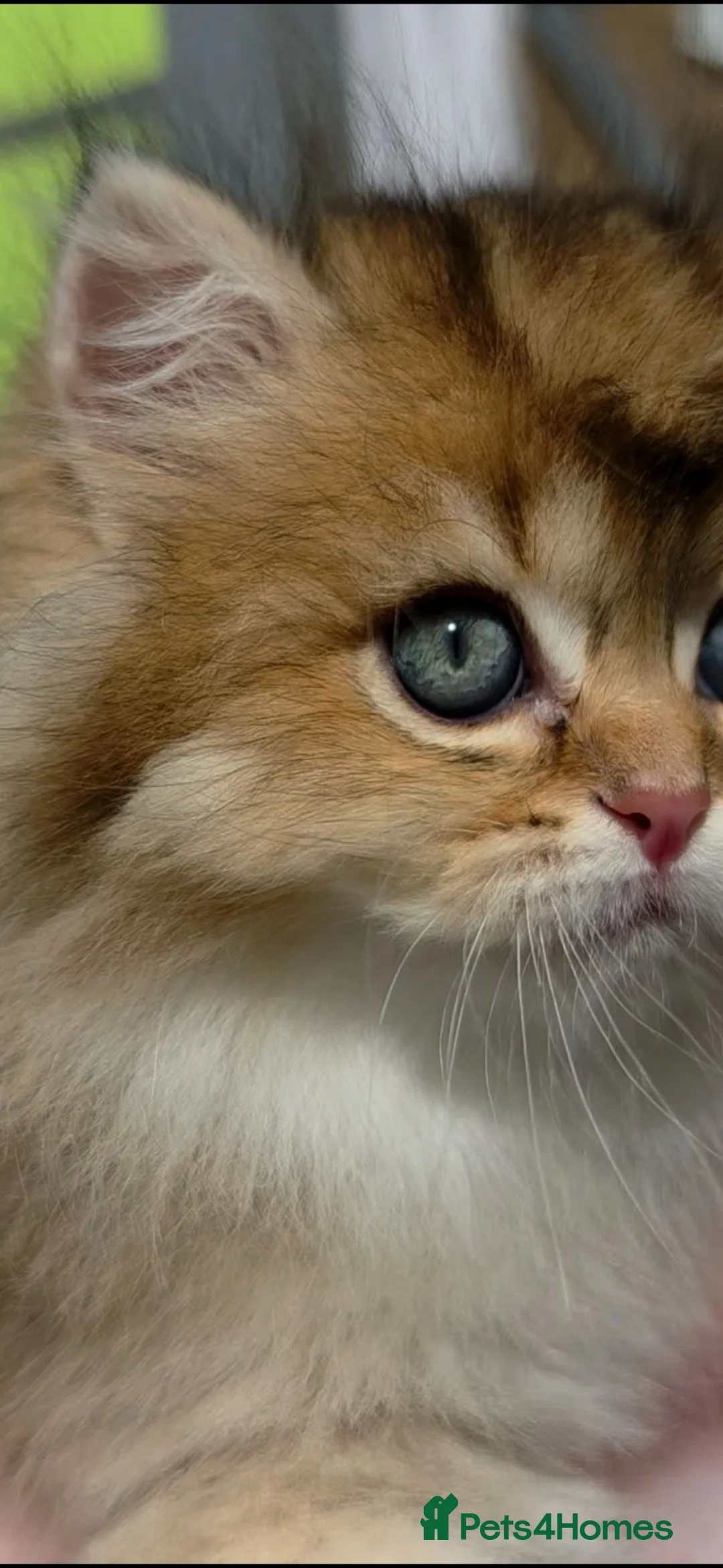 British Shorthair cats for sale:  ✨ Golden British Longhair Female ✨ - Advert 2