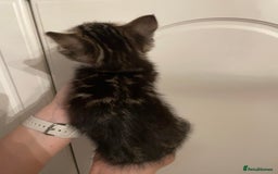 Mixed Breed cats for sale: Beautiful kittens 3 female  - Image 5