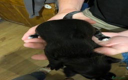 Patterjack dogs for sale: Patterjack Puppy  - Image 3