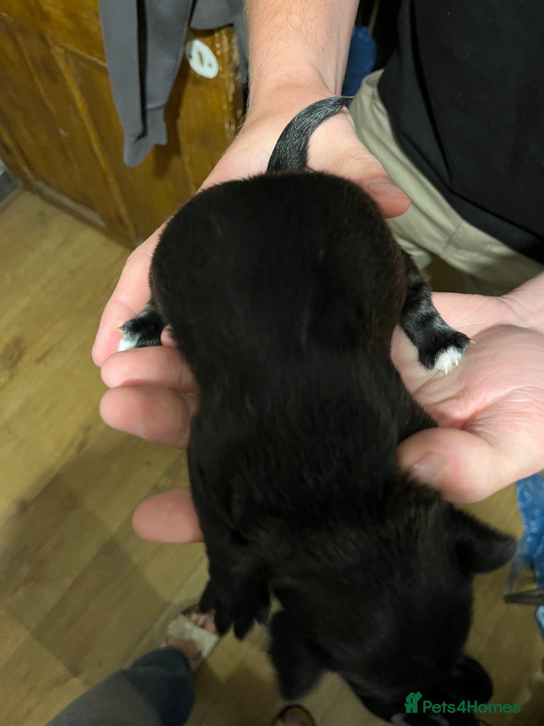 Patterjack dogs for sale: Patterjack Puppy  - Image 3