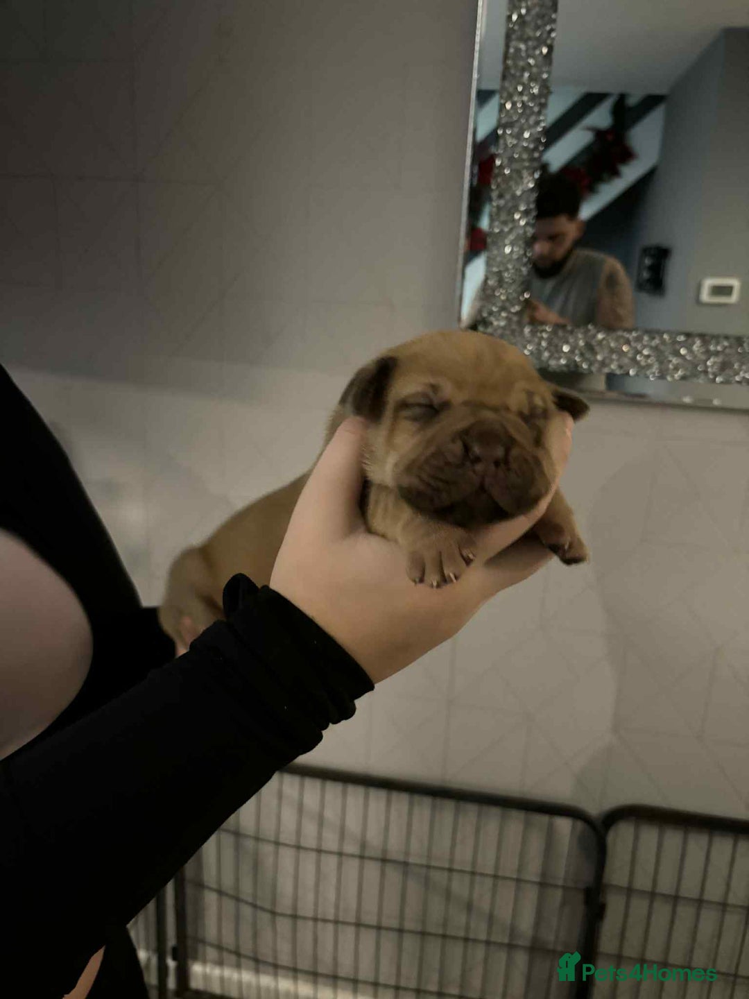 Mixed Breed dogs for sale: Cane corso  ** tiff - Advert 3