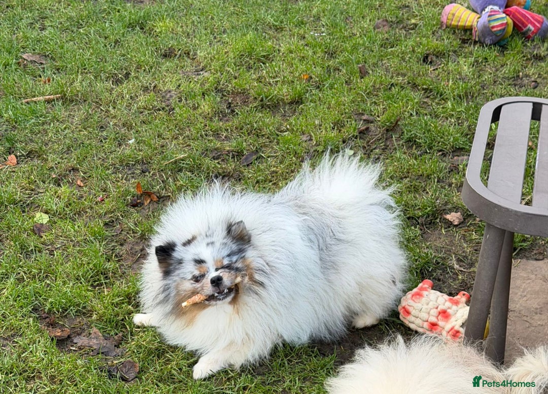 Pomeranian dogs for sale:  Adult merle Pomeranians reduced 🌈 - Advert 7