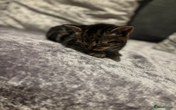American Shorthair cats for sale: Tabby Kitten  - Image 40