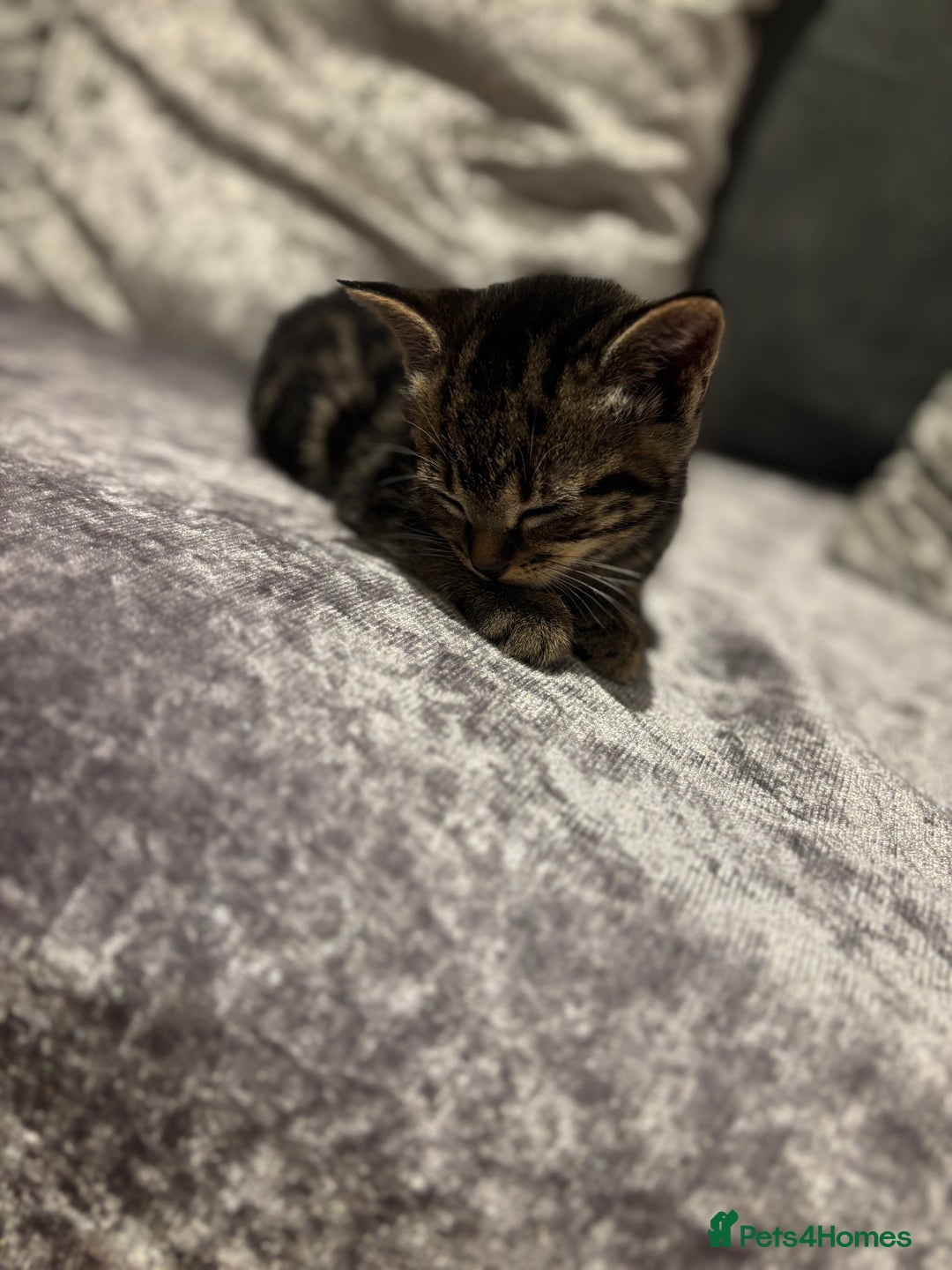 American Shorthair cats for sale: Tabby Kitten  - Image 40