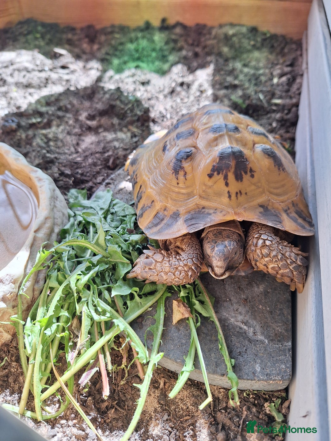 Tortoise reptiles for sale: 10 Year Old Horsefield Tortoise Girl Need New Home - Image 5