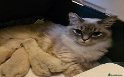 Ragdoll cats for sale: Stunning ragdoll kittens  - Advert 3