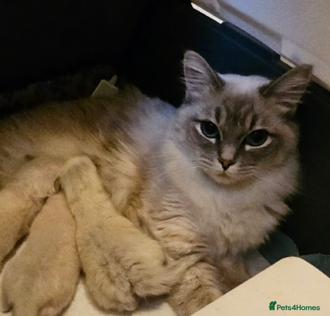 Ragdoll cats for sale: Stunning ragdoll kittens  - Advert 3