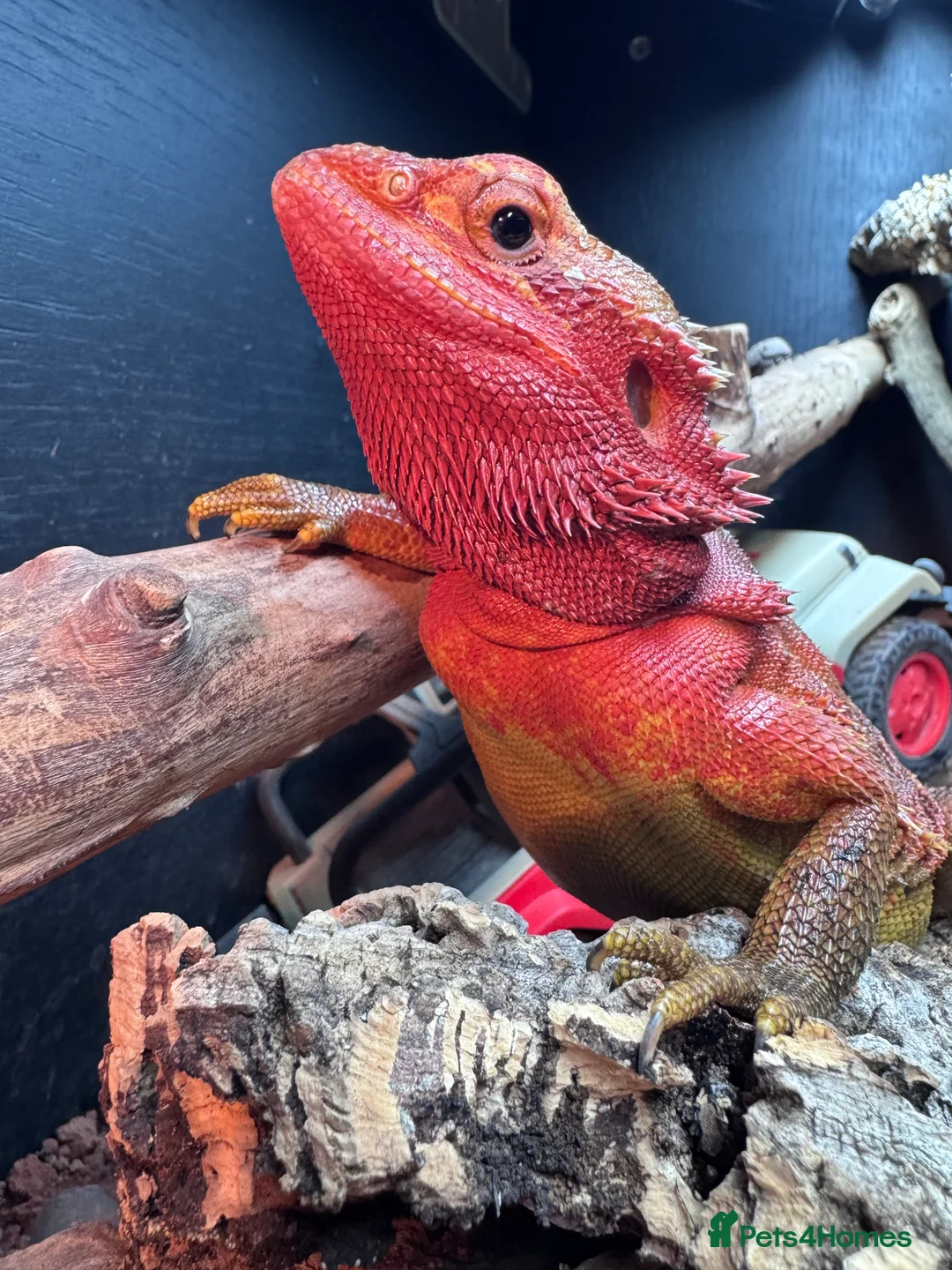 Bearded Dragon reptiles for sale: Bearded dragons for sale - Advert 1