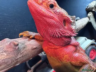 Bearded Dragon reptiles Bearded dragons for sale - Advert 2