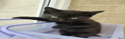 Mixed Breed cats for sale: 2 Black boys 1 Tuxedo Girl Ready Now - Advert 3