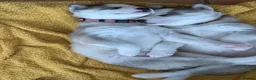 Siberian Husky dogs for sale: Beautiful Husky Puppies in Wells - Advert 6