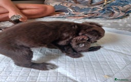 Cocker Spaniel dogs for sale: Working cocker spaniel  - Image 17