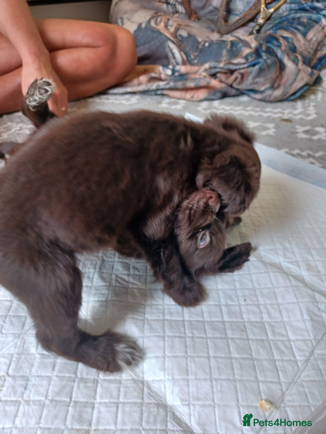 Cocker Spaniel dogs for sale: Working cocker spaniel  - Image 17