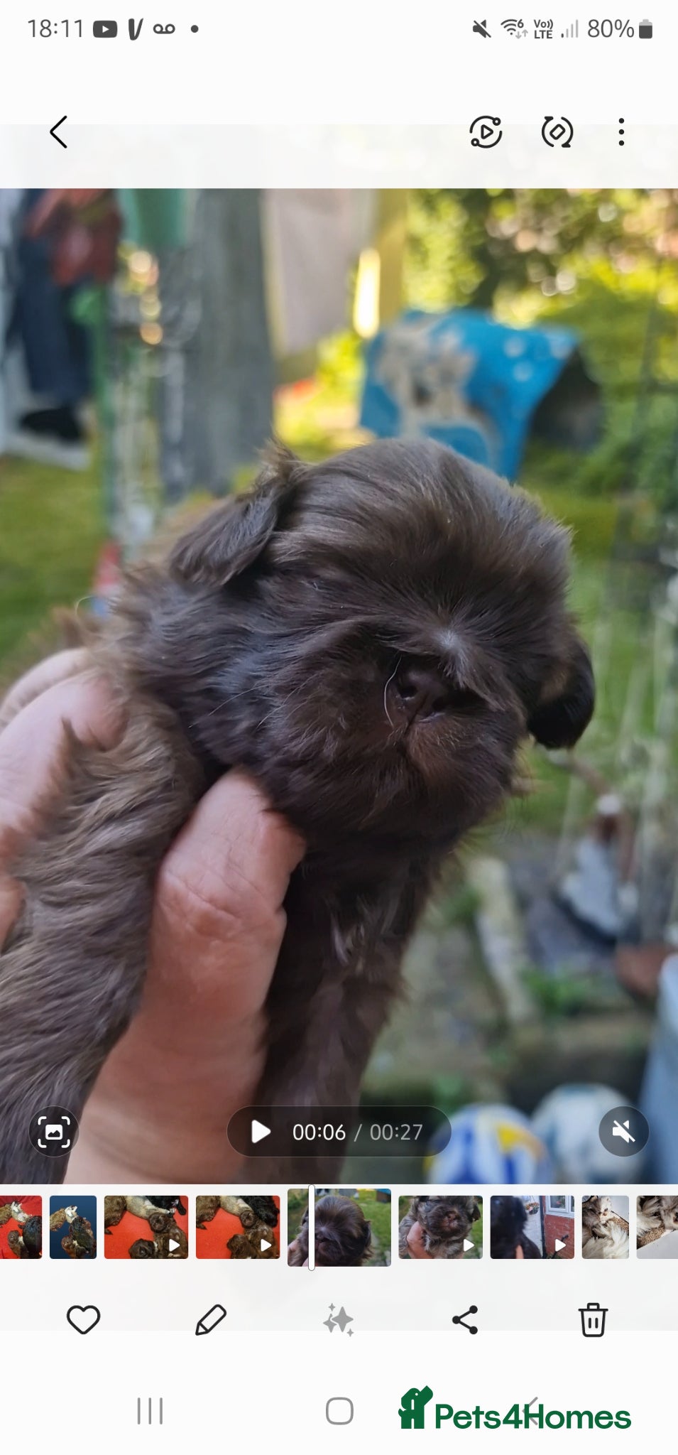 Shih Tzu dogs 5 wonderful shitzu special colors 4 girls 1 boy.  - Advert 5