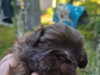 Shih Tzu dogs 5 wonderful shitzu special colors 4 girls 1 boy. - Advert 5