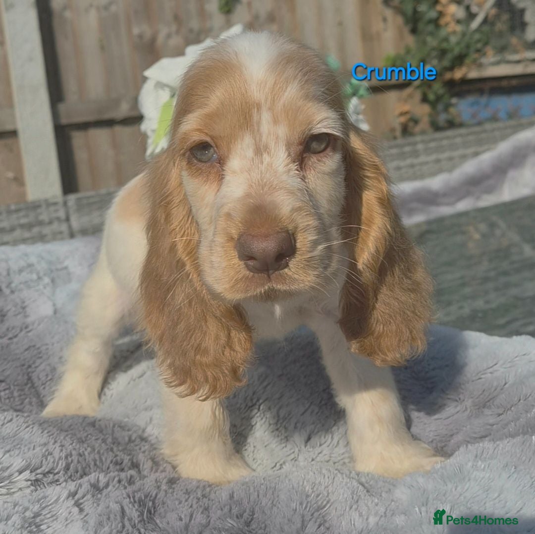 Cocker Spaniel dogs Exceptional True Show winning Champion Cockers. - Advert 2