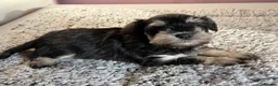 Miniature Schnauzer dogs for sale: Last black and silver girl  - Advert 4