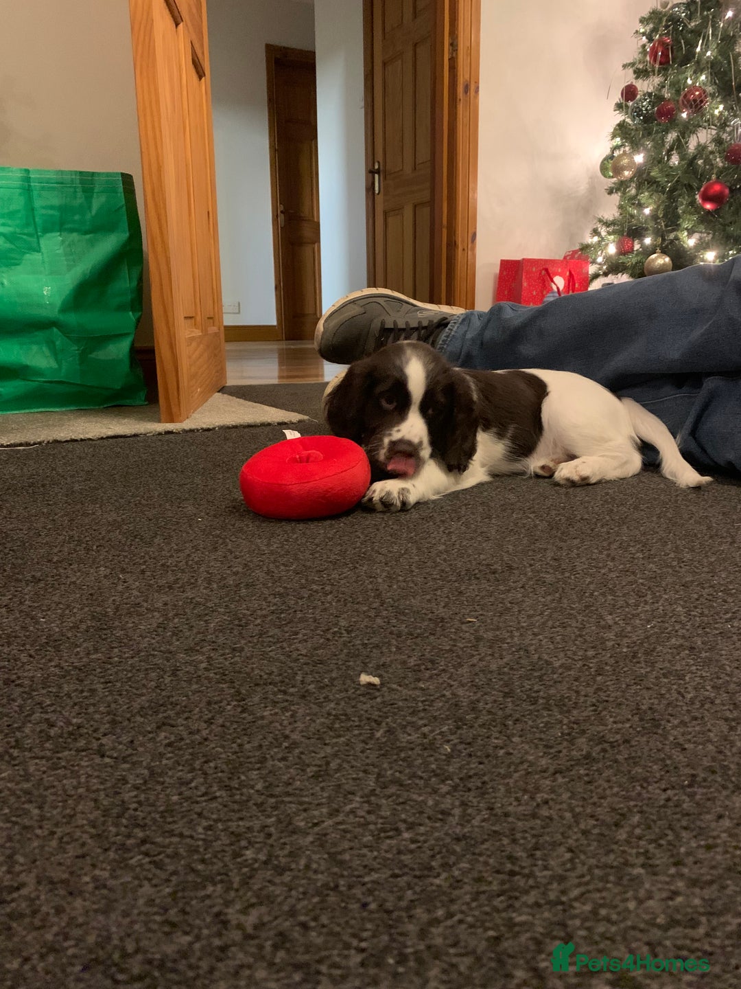 Cocker Spaniel dogs for sale: Spaniels for sale - Advert 4