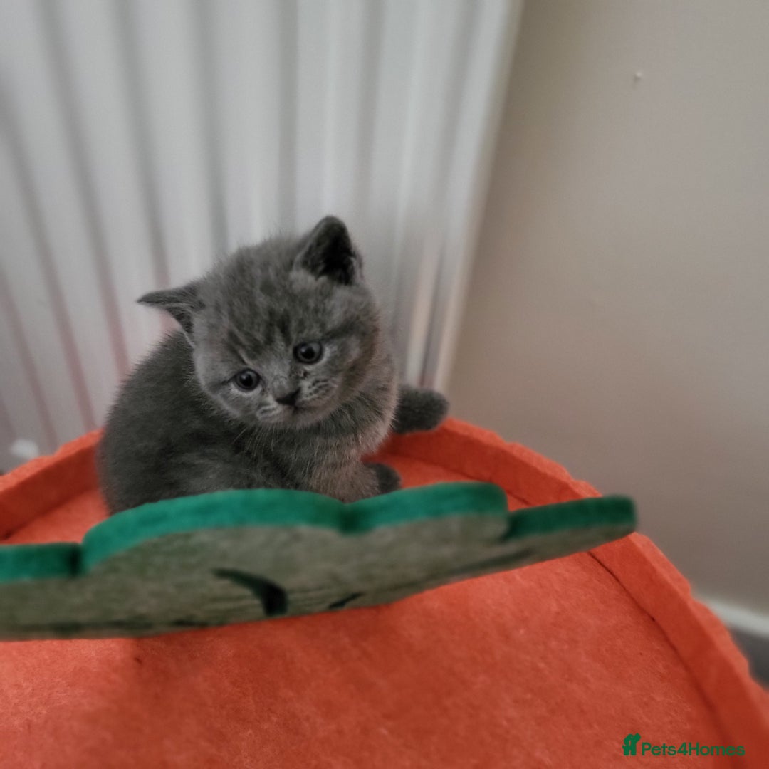 British Shorthair cats for sale: British shorthair  - Advert 1