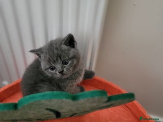 British Shorthair cats British shorthair - Advert 1