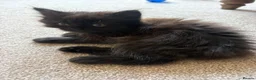 Mixed Breed cats for sale: Fluffy kittens finger and mixed  - Advert 6