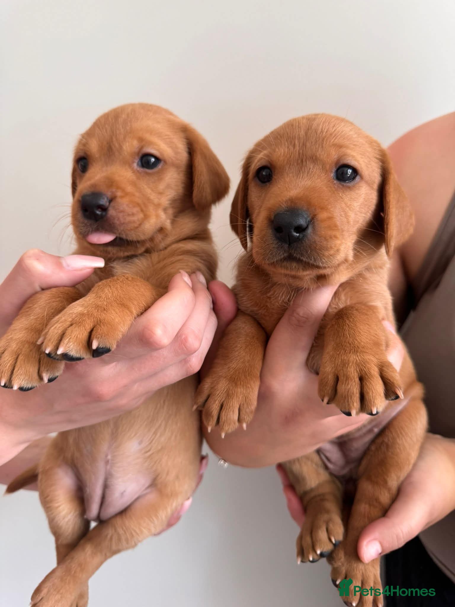 Labrador Retriever dogs KC Registered Fox Red Labrador Puppies  - Advert 8