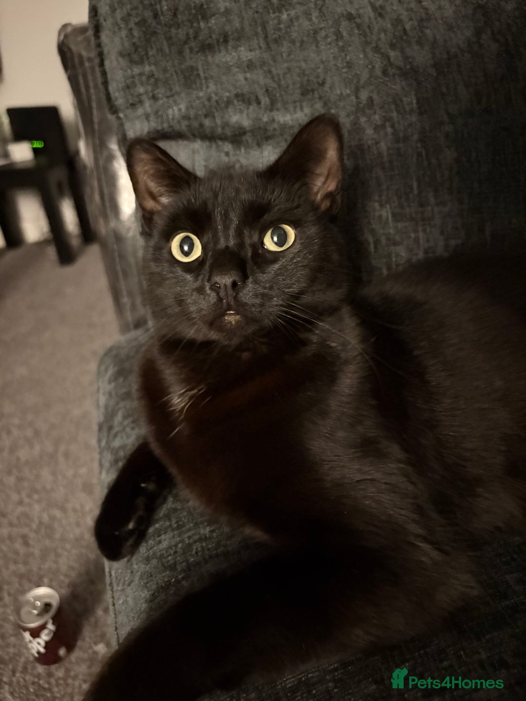 Domestic Shorthair cats for sale: Thor - black cat  - Advert 4