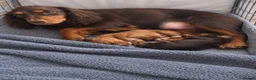Cocker Spaniel dogs for sale: KC Working cocker spaniels  in Stoke-on-Trent - Advert 6