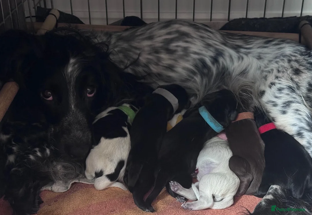 Cocker Spaniel dogs for sale: Working Cocker Spaniel Pups  in Ipswich - Advert 2
