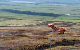 Cockapoo dogs for sale: f1 apricot cockapoo - Advert 15