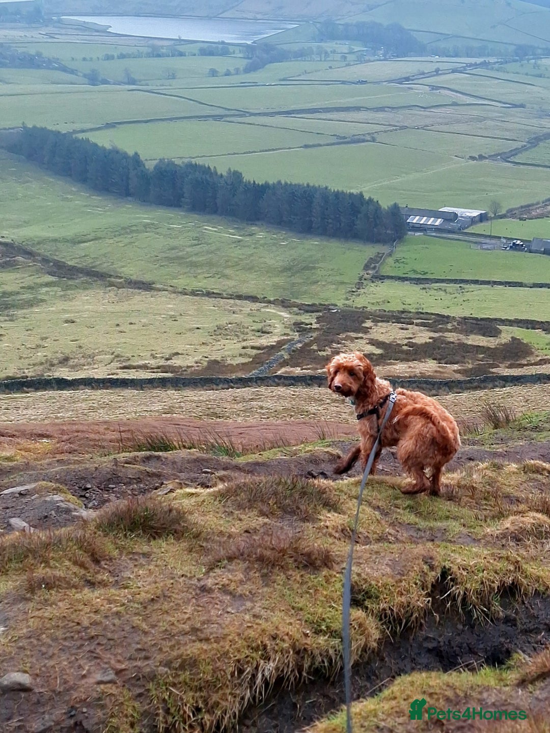 Cockapoo dogs for sale: f1 apricot cockapoo - Advert 15