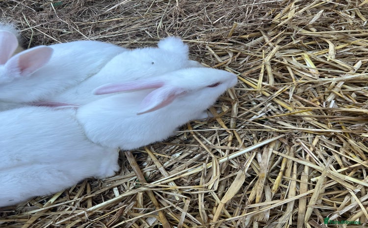 New Zealand rabbits - Advert 2