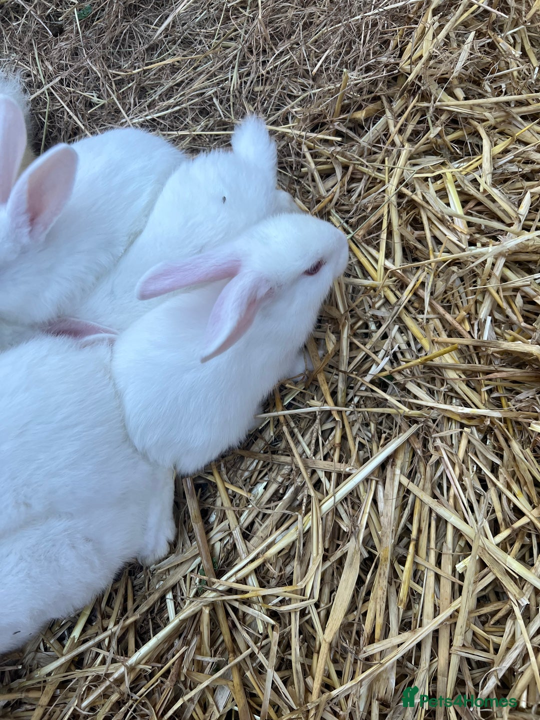New Zealand rabbits for sale: New zealand white Baby rabbits 5weeksold  for sale - Image 1