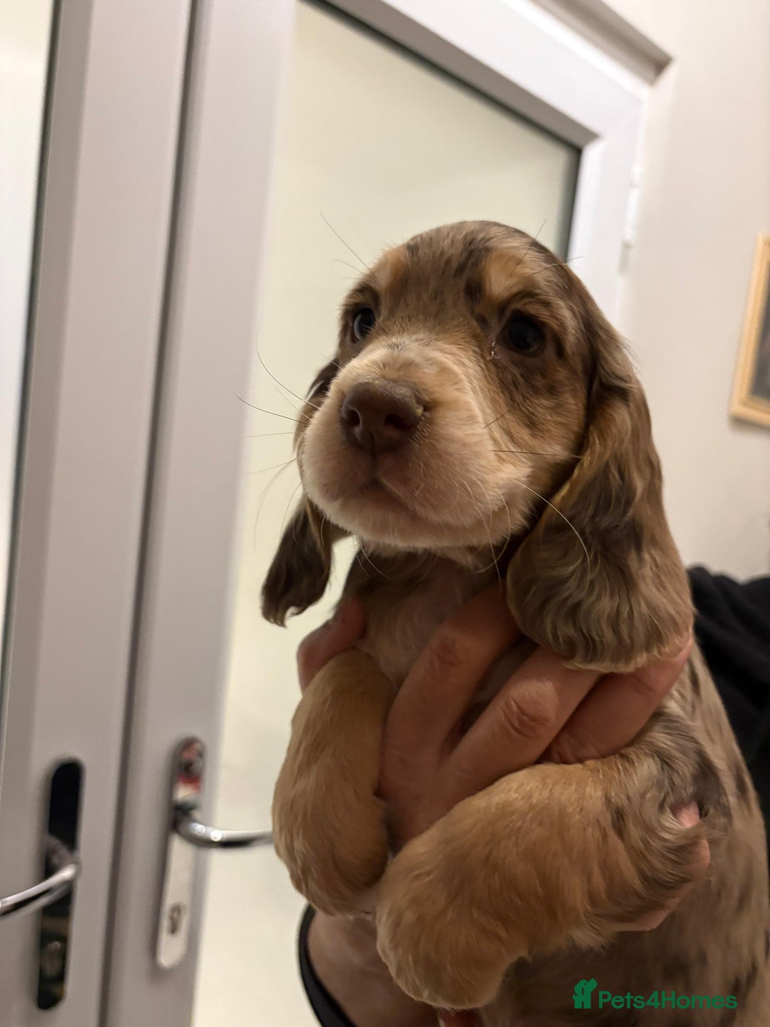 Cocker Spaniel dogs for sale: Show type KC and DNA health tested parents  - Advert 26