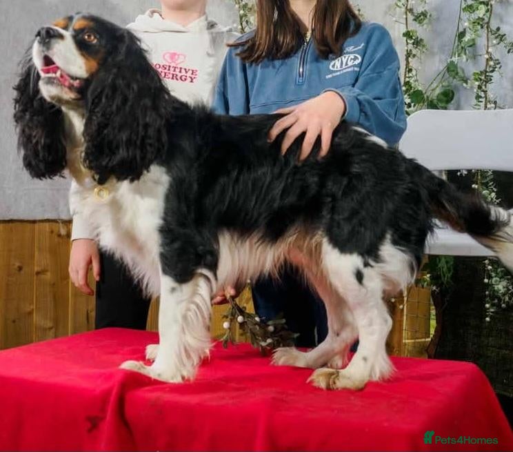 Cavalier King Charles Spaniel dogs Cavalier King Charles Spaniel  - Advert 2