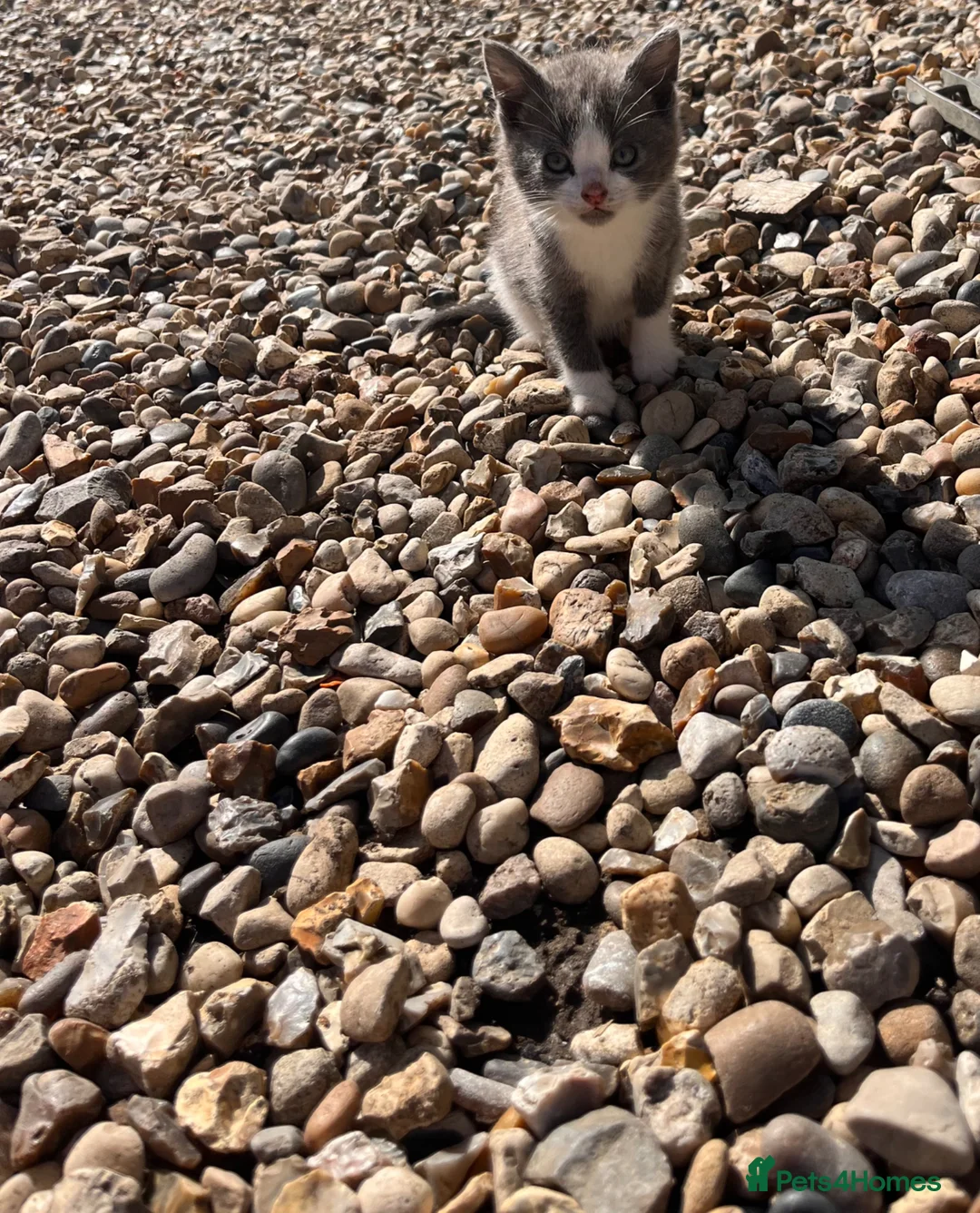 Mixed Breed cats for sale: Mixed breed Kittens  - Advert 2