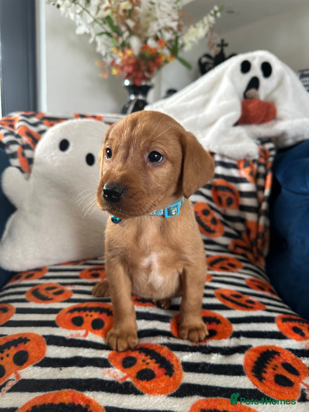 Labrador Retriever dogs for sale: Beautiful fox red Labrador pups - Image 22