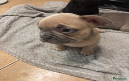 French Bulldog dogs for sale: French bulldogs ready now!  - Image 6
