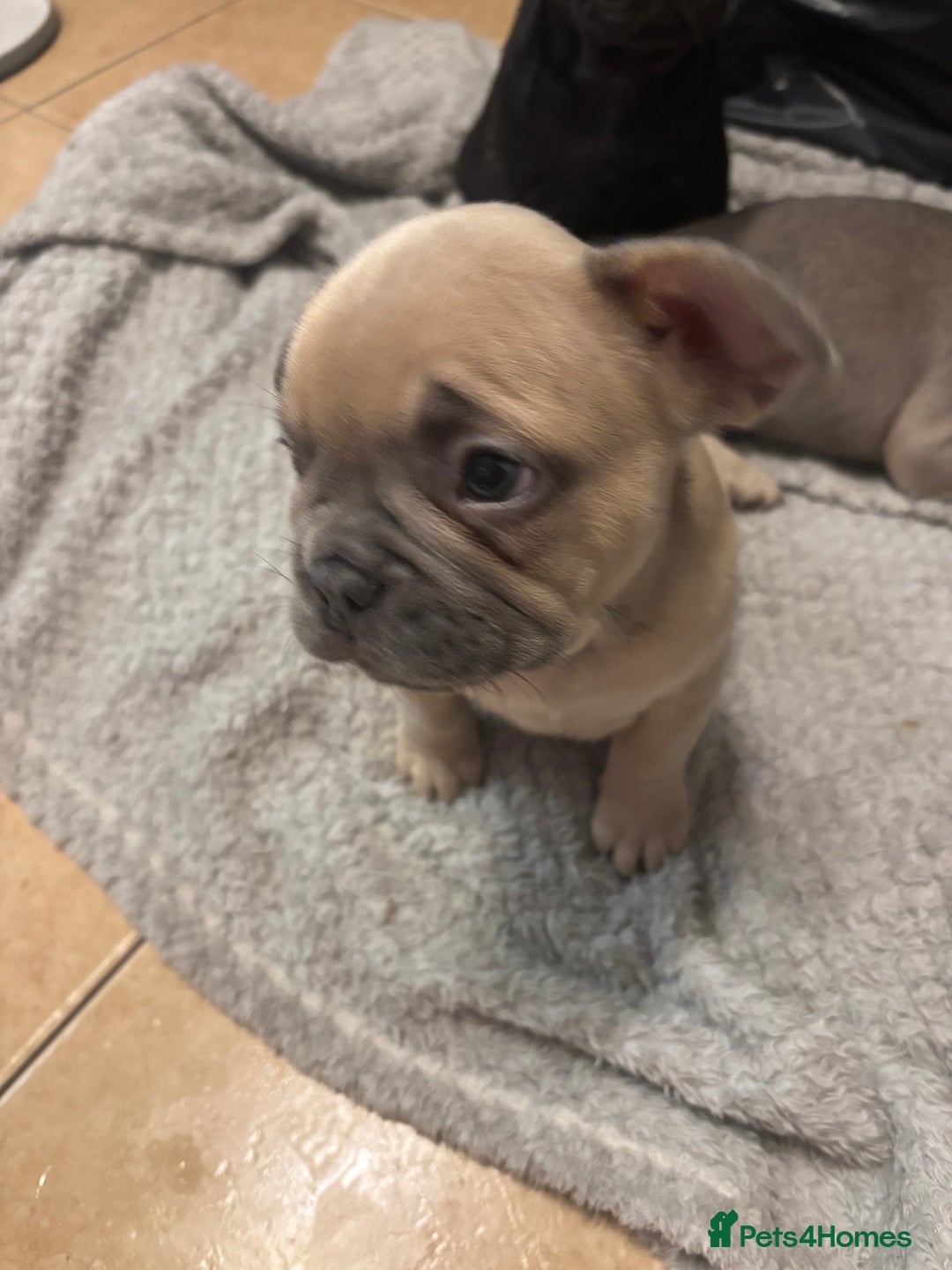 French Bulldog dogs for sale: French bulldogs ready now!  - Image 6