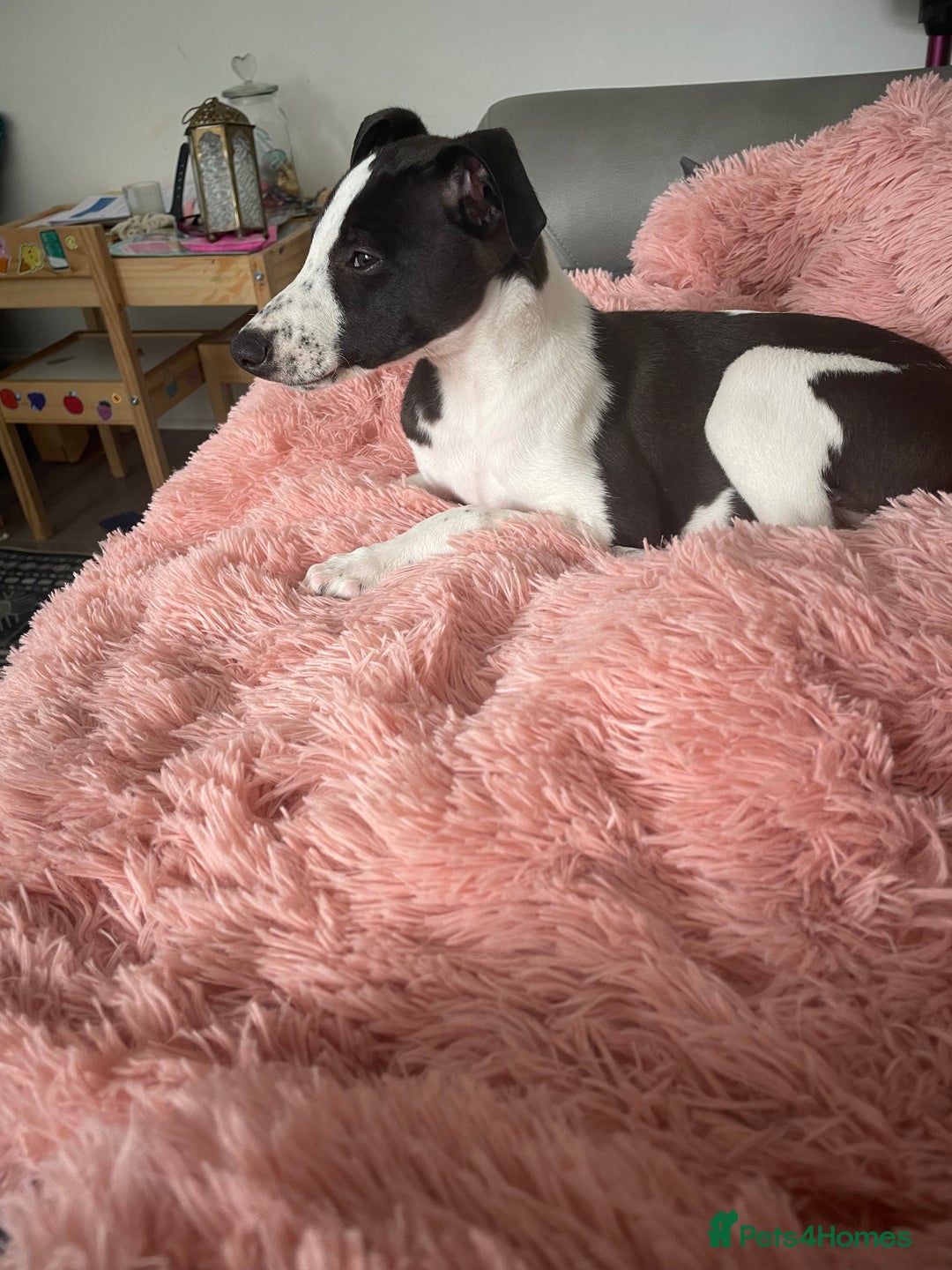 Whippet dogs for sale: KC Registered Whippet Puppies - Image 27