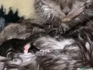 Maine Coon cats GCCF Maine Coons - Advert 4