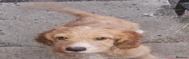Cockapoo 3